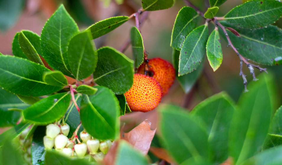 Arbousier ou Arbre aux fraises (Arbutus unedo)
