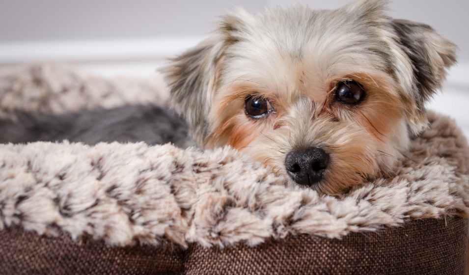Un petit chien morkie se repose dans son coussin