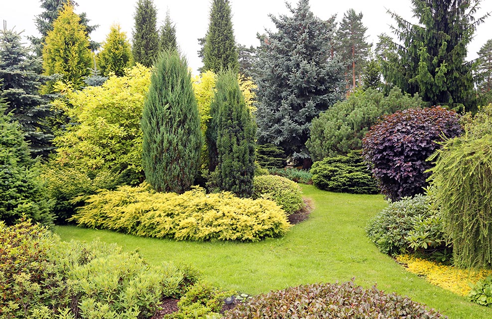 Top 14 des conifères à avoir dans le jardin - Jardiland