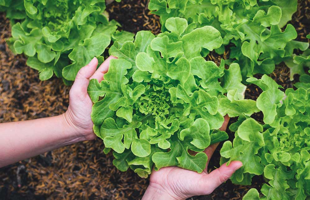 Top 6 des variétés de salades à cultiver Jardiland — free download