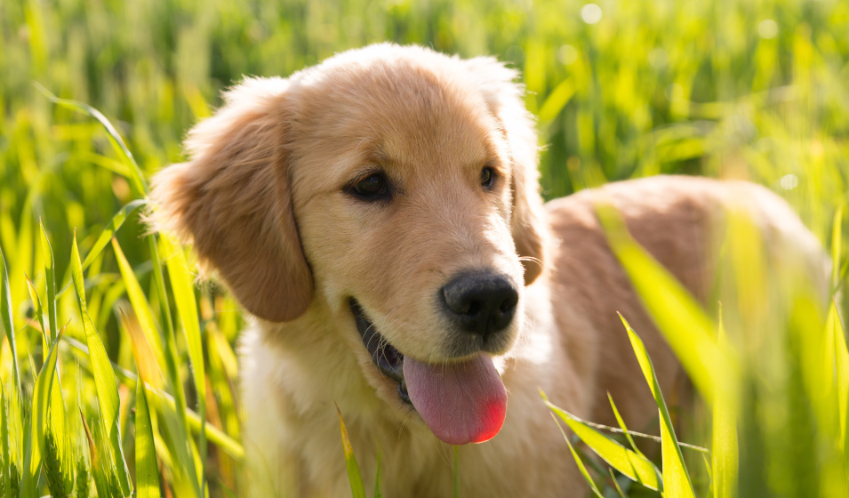 intoxication alimentaire chien 5