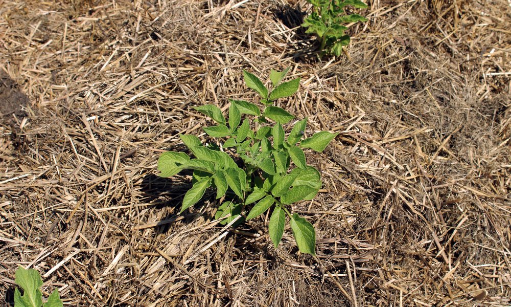 https://stock.adobe.com/fr/images/paillage-de-jeunes-plants-de-tomate-dans-le-jardin-permaculture/1512099446

