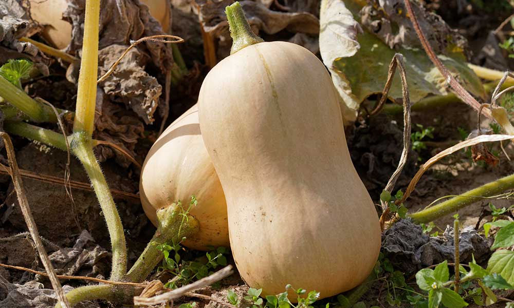 Semer et planter les cucurbitaces : courges, potirons, citrouilles - Gamm  vert