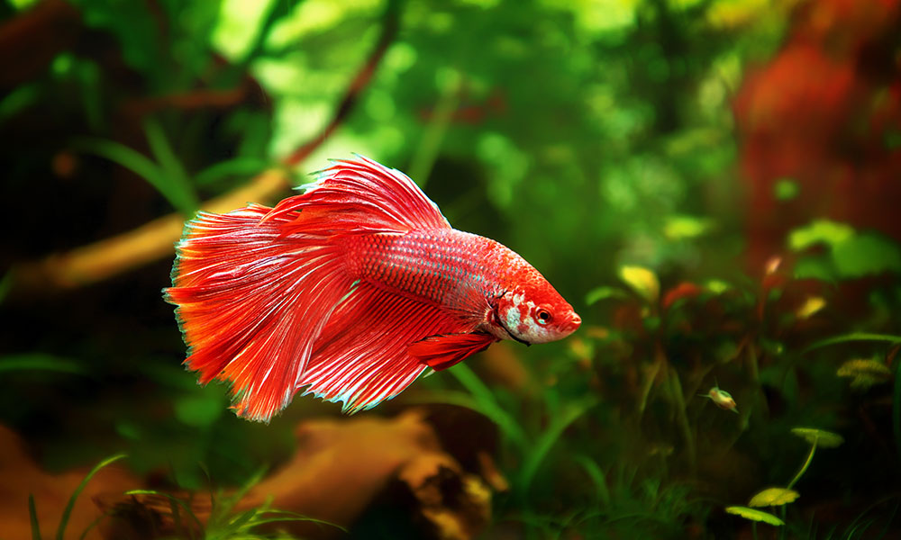 Comme un poisson dans l'eau