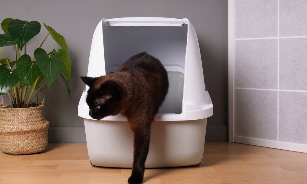 La porte battante peut être enlevée, au grand soulagement du chat