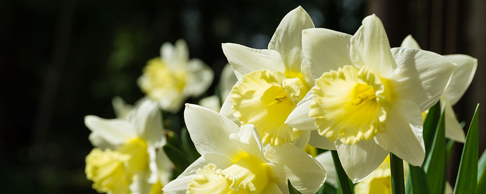 Les narcisses