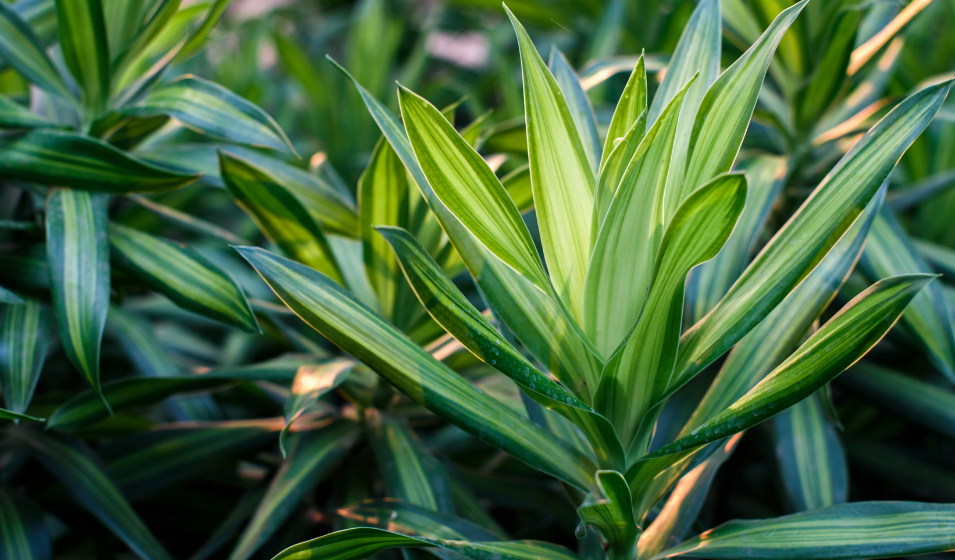 Dracaena: plantacin, mantenimiento y tamao - Jardiland