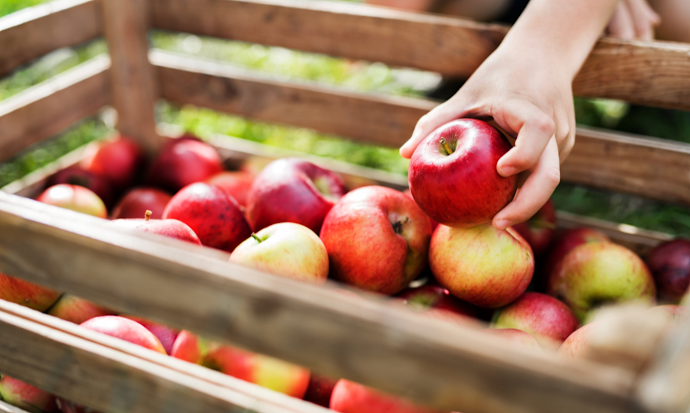 6 recettes originales à base de pommes du jardin