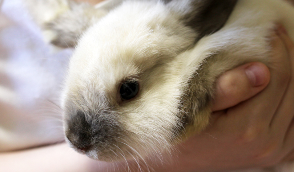 Les lapins nains rex sont joueurs et affectueux ! 