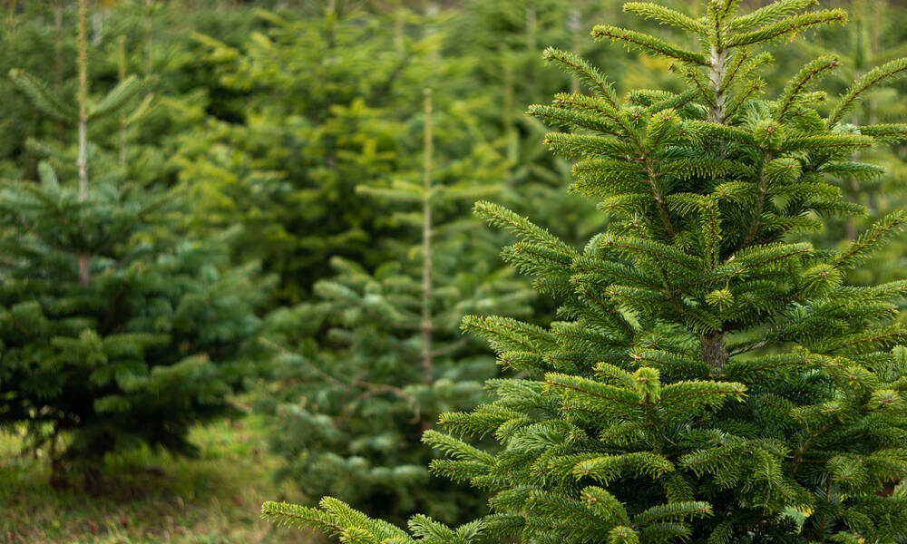 Une plantation de sapins de Noël