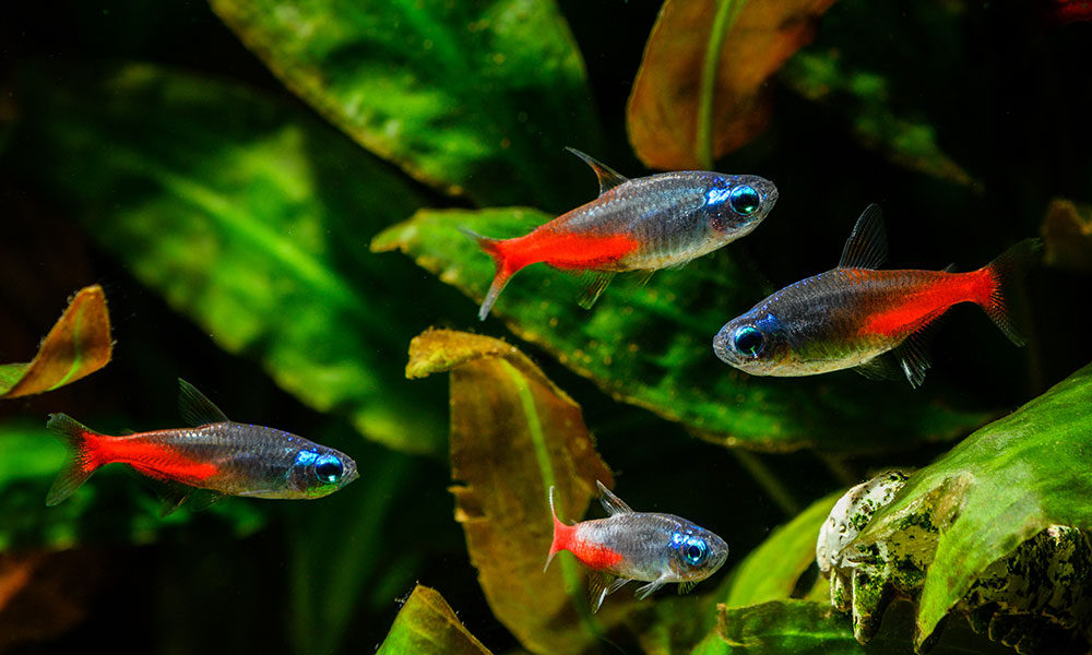 Une goutte d'eau dans un océan de poissons.