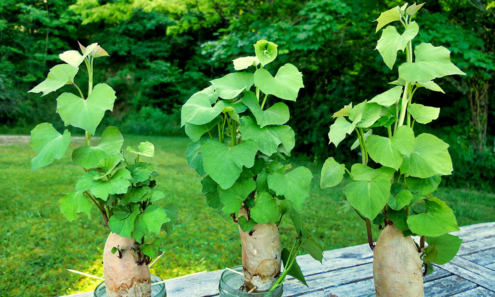 Patate douce 