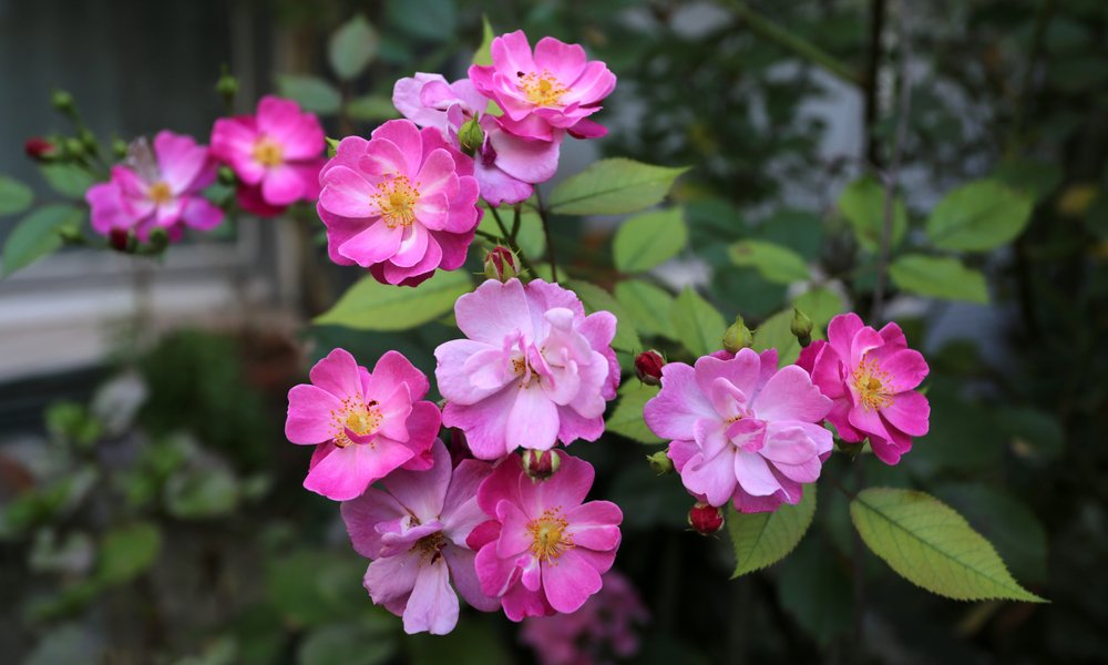 Un rosier arbustif à fleurs simples pour signifier la sincérité et la simplicité du sentiment