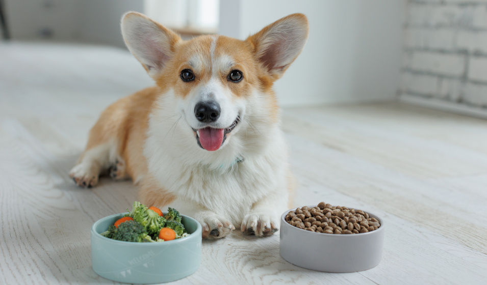 Chien corgi couché devant une gamelle de croquettes et une gamelle de légumes