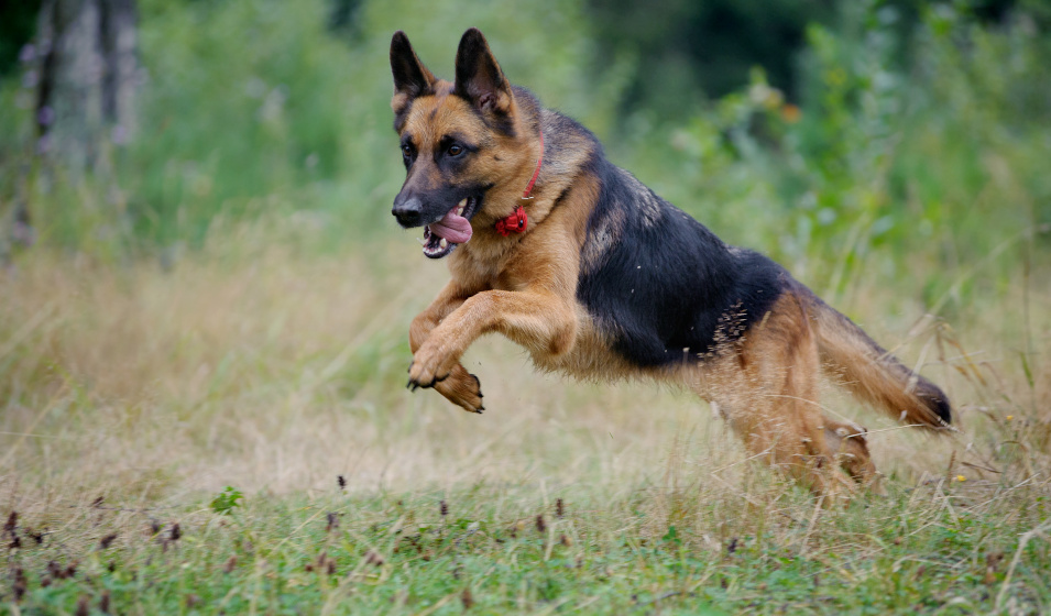 Un chien berger allemand court dans les hautes herbes