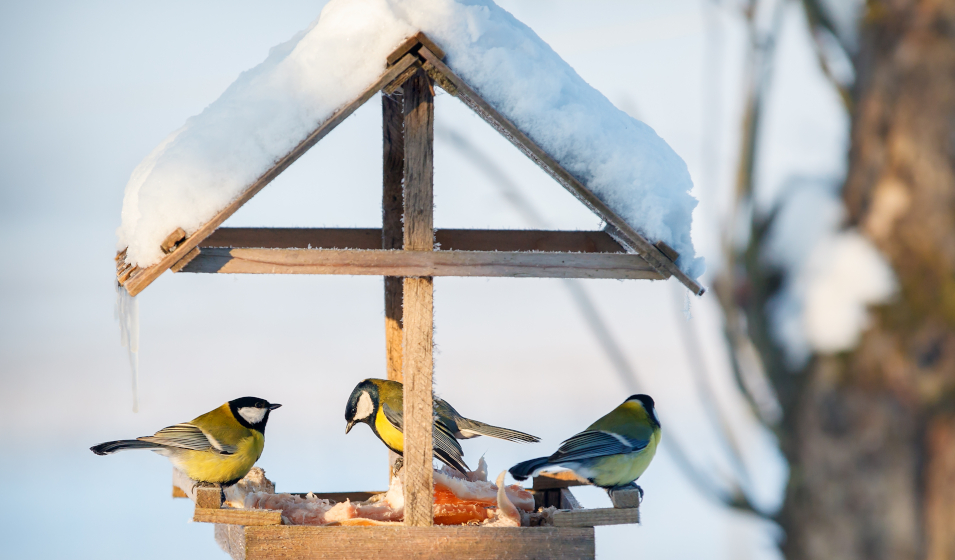 Balcon ou jardin : comment aider les oiseaux en hiver ?