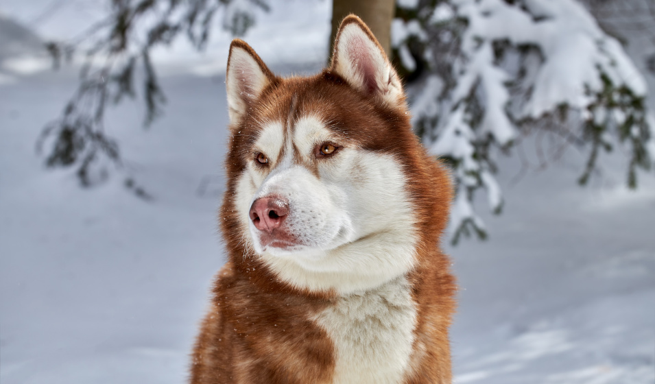 Le husky marron a une espérance de vie dépassant 10 ans