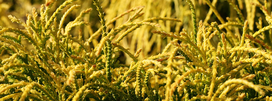 Chamaecyparis pisifera 'Sungold'