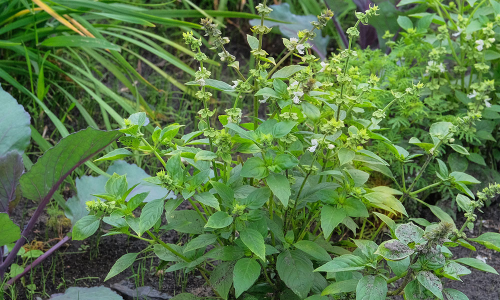 Basilic