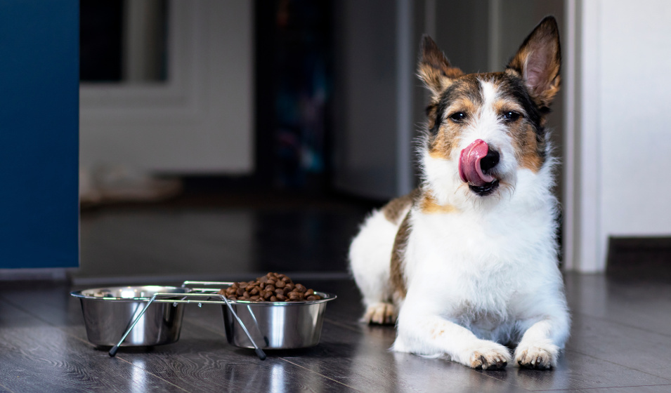 intoxication alimentaire chien 7