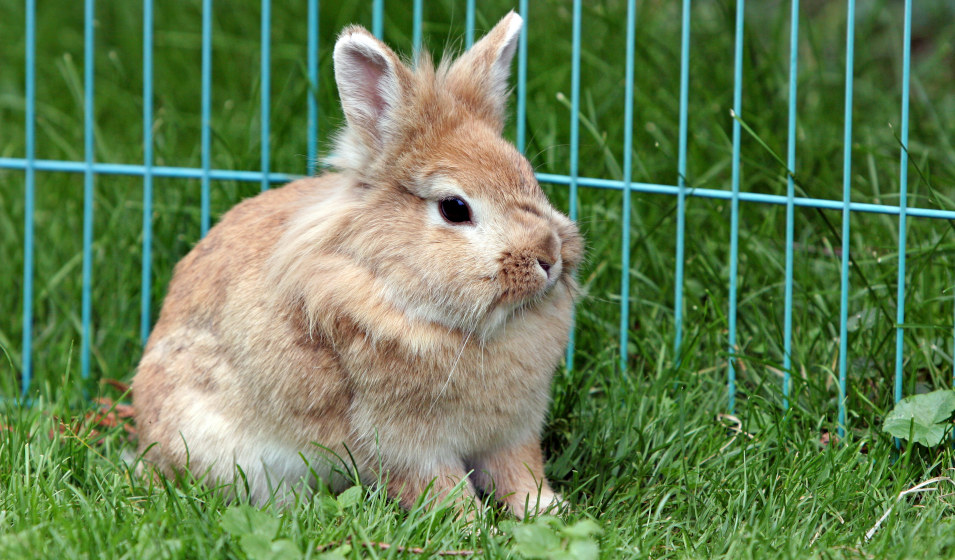Un lapin convalescent doit rester à l'écart des autres habitants du foyer