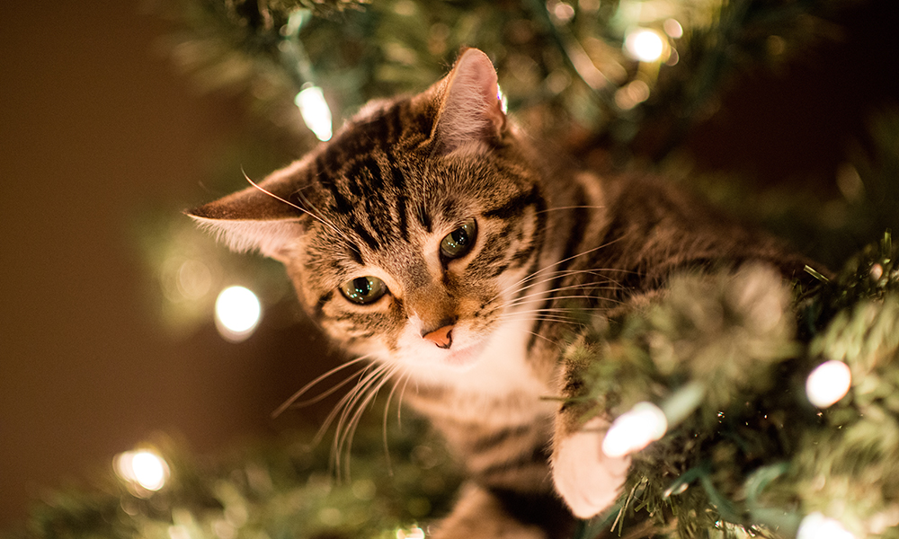 5 conseils pour passer les fêtes avec son animal de compagnie