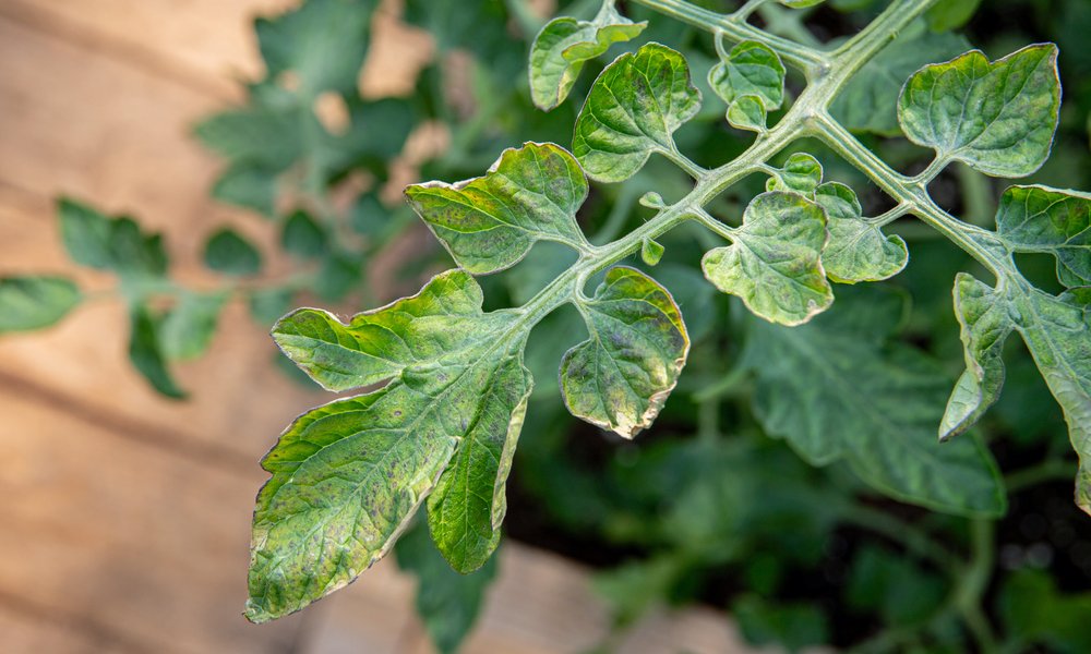 Les taches de la cladosporiose sur les feuilles basses 