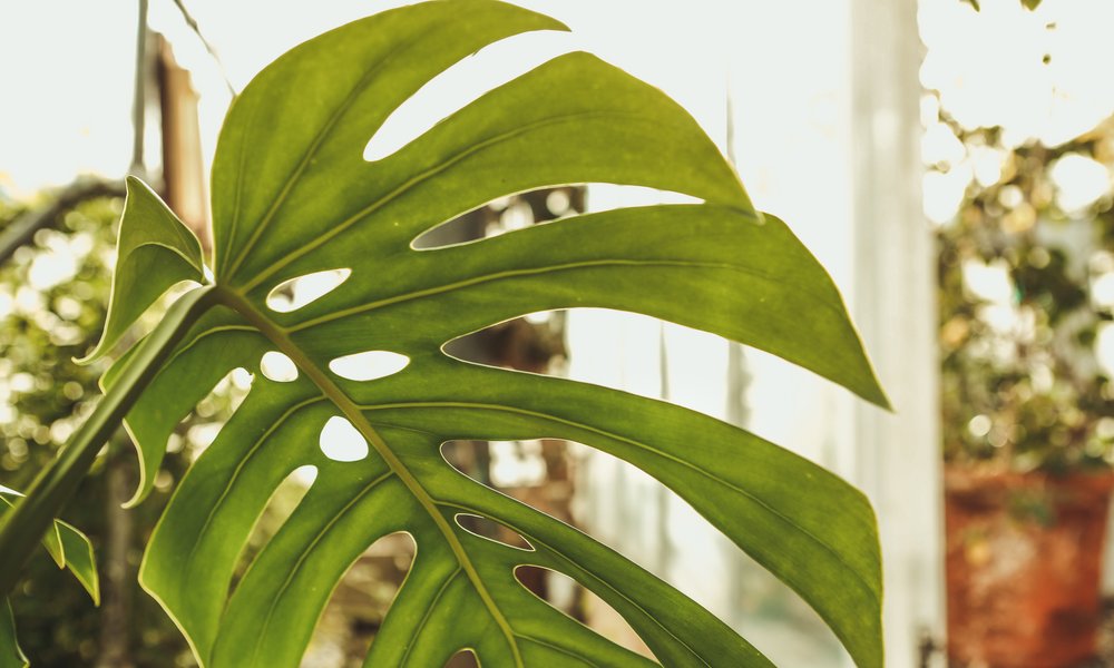 Les grandes feuilles du monstera s'épanouissent à température douce avec une lumière indirecte