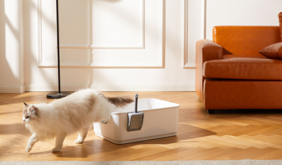 Quelle litière choisir pour un chat sensible ?