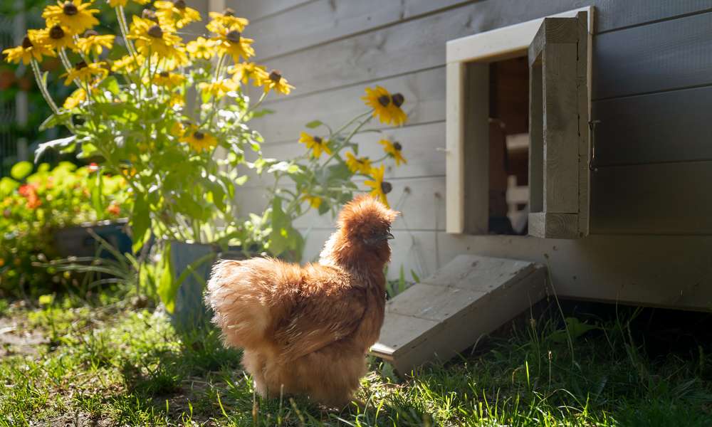 La Poule Soie est une poule très affectueuse et douce