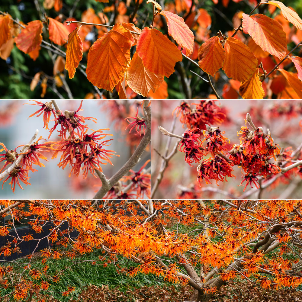 Feuillage automnal d’un Hamamelis virginiana, Hamamelis Orange Beauty, Hamamelis Diane, Floraison d’un vieil hamamélis  