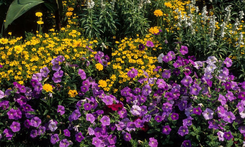 Un massif de fleurs annuelles