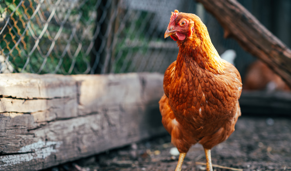 Gros plan sur une poule rousse dans son enclos au soleil 