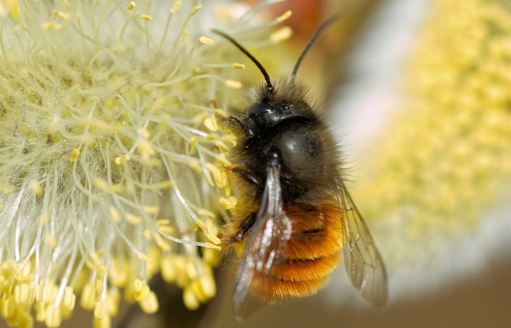 Abeille Solitaire 5 faits surprenants sur les abeilles solitaires - Jardiland