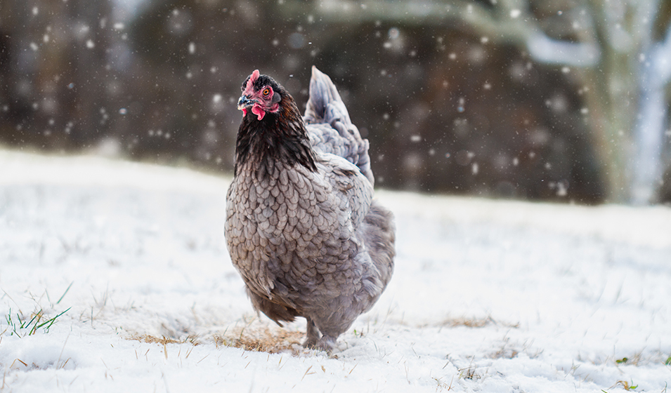 Protéger ses poules en hiver