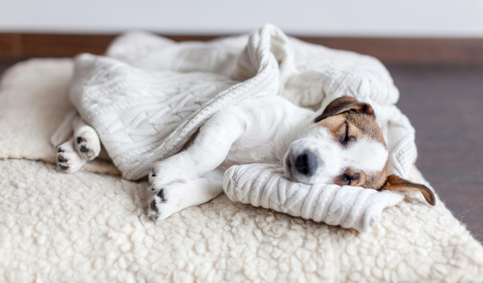 Un chiot dort sur un tapis dans une couverture