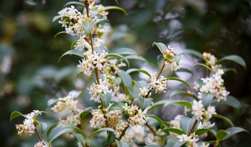 Un jasmin déguisé en arbuste