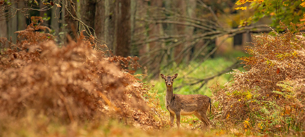 La forêt d’Aubrac, en Midi-Pyrénées