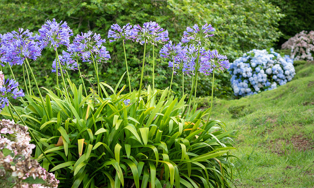 Hortensias, agapanthes et autres plantes sensibles aux embruns bénéficient en 3e zone de la protection contre le vent et le sel apportés par les plantations des deux zones plus proches de l'océan 
