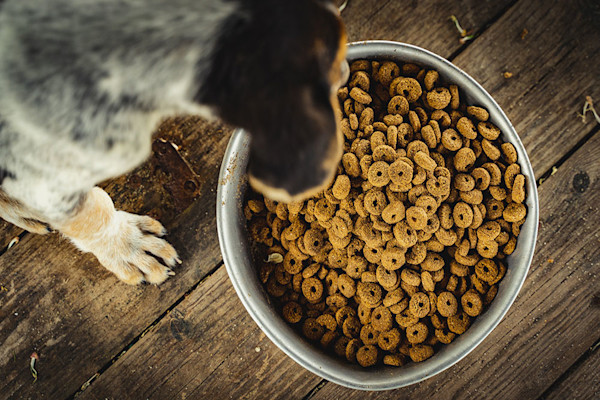 Un chien en bonne santé mange bien !