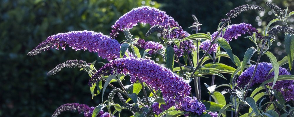 Le buddleia