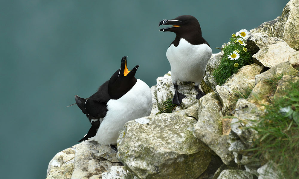 Le pingouin torda