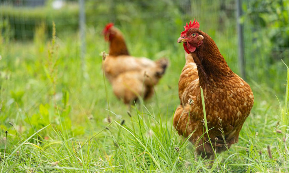 Le comportement des poules est très parlant sur leur état physique, une poule malade ou blessée se repère vite 