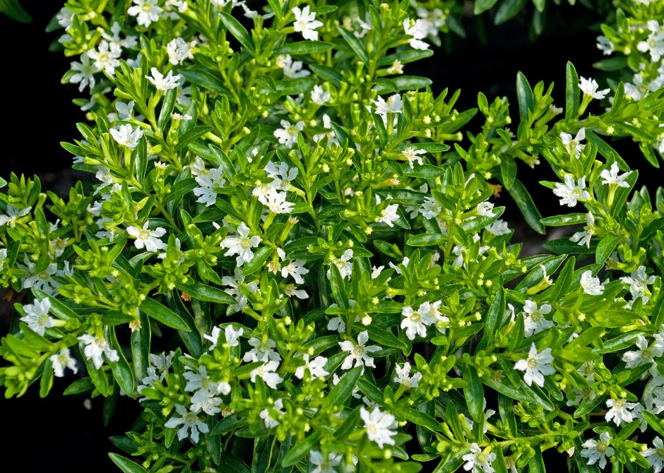 Eau parfumée AMIR