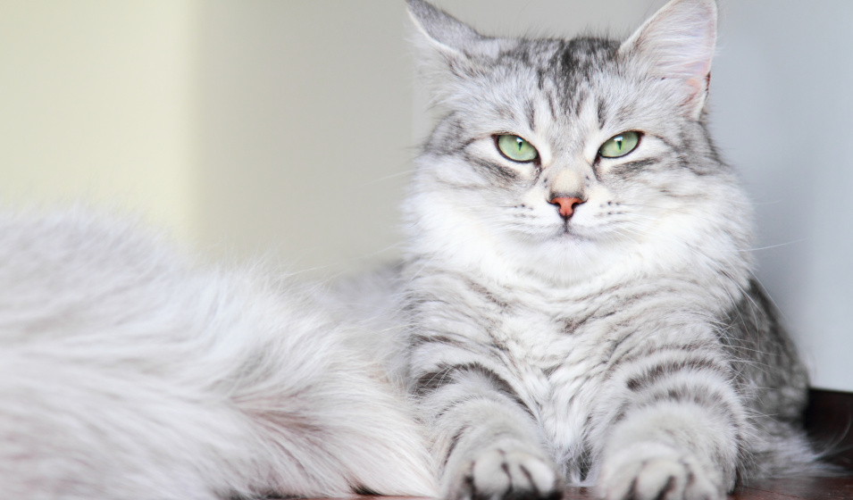 Le chat sibérien peut souvent vivre avec une personne allergique