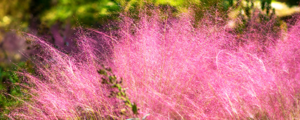 Le Muhlenbergia capillaris
