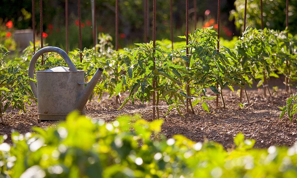 Comment avoir de belles tomates ?