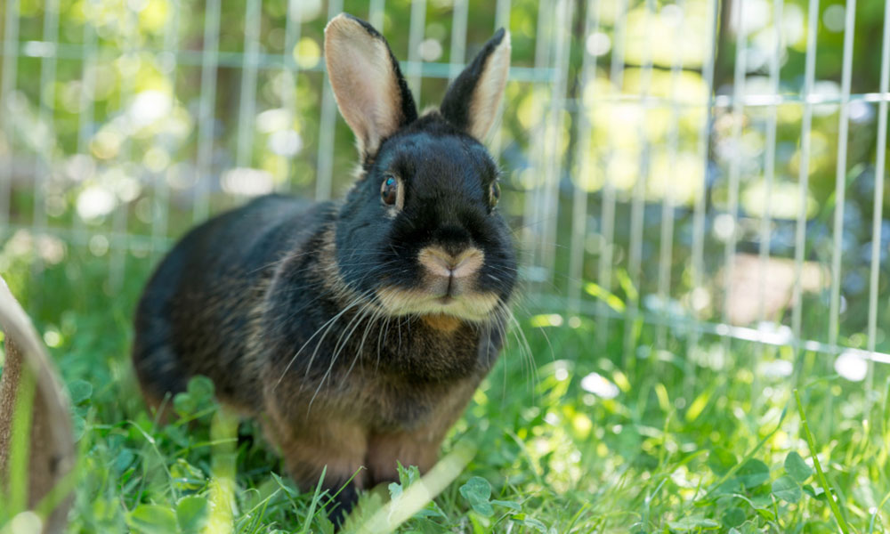 L'aménagement du jardin varie selon le degré de liberté accordé au lapin