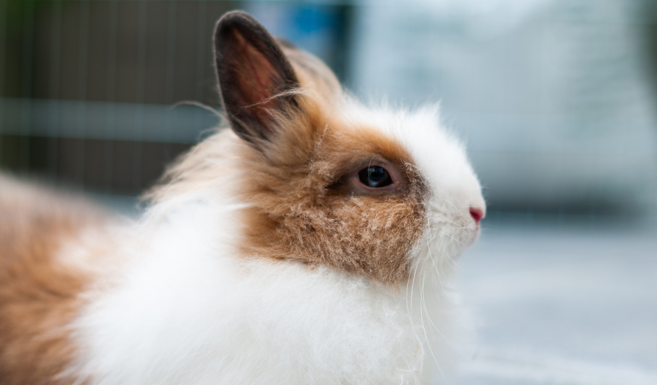 Avec un peu de patience vous apprivoiserez facilement votre lapin nain !