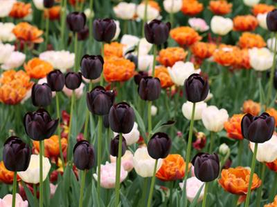 Jardinerie animalerie Tulipe